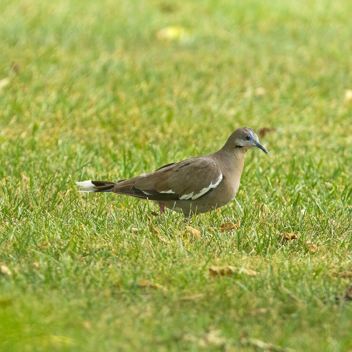 White-winged Dove - ML620742234