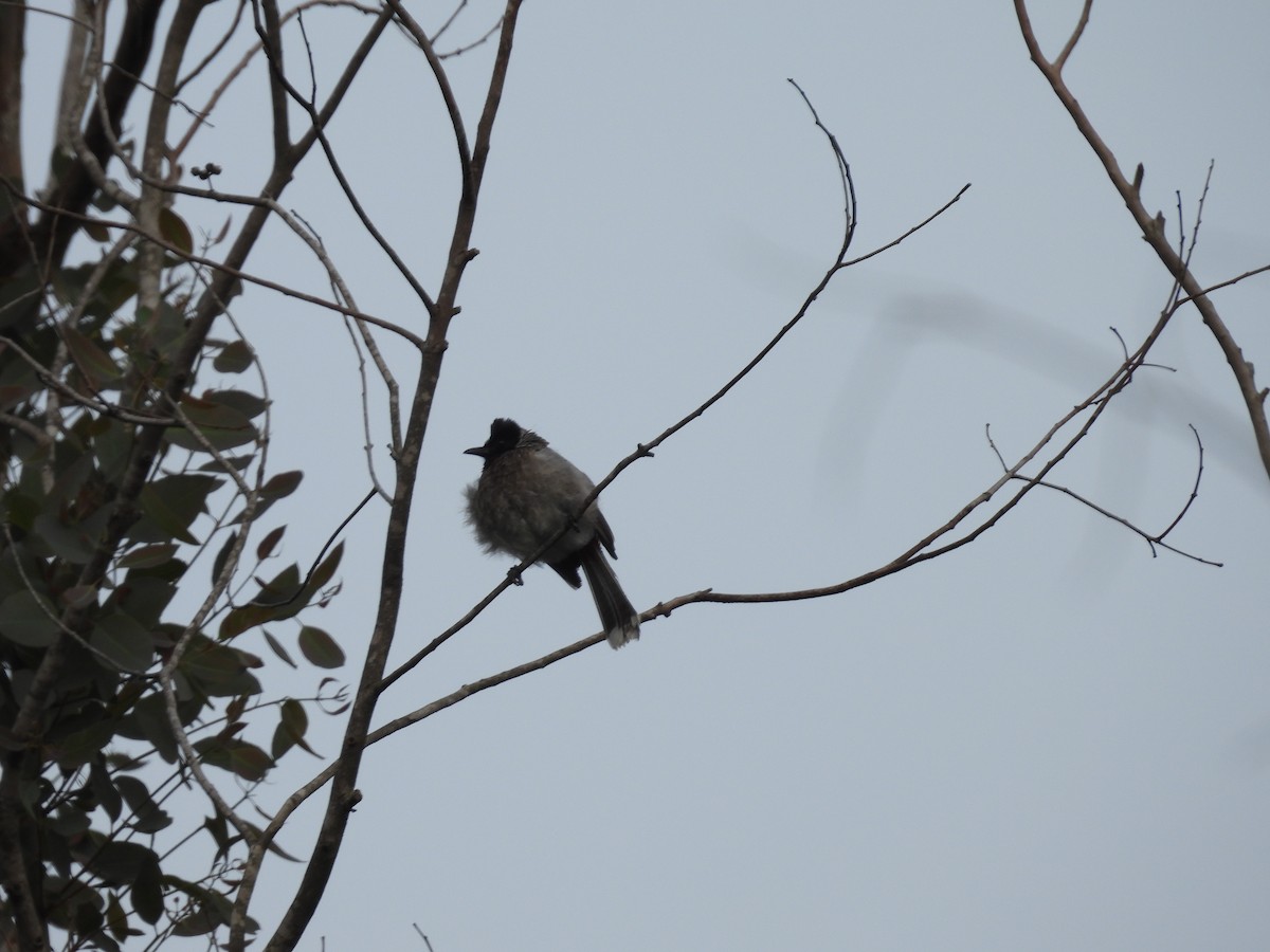 Red-vented Bulbul - ML620742236