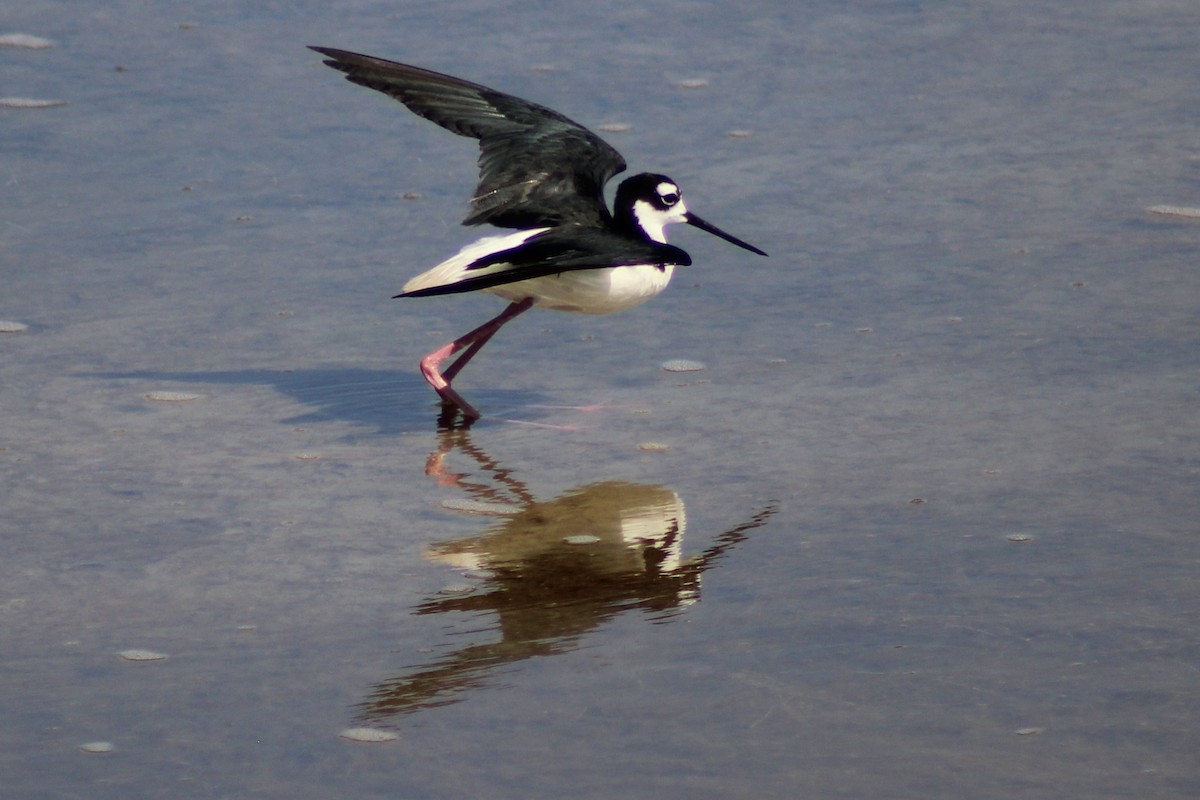 Black-necked Stilt - ML620742238