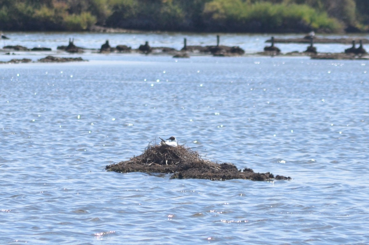 Gaviota Reidora - ML620742239