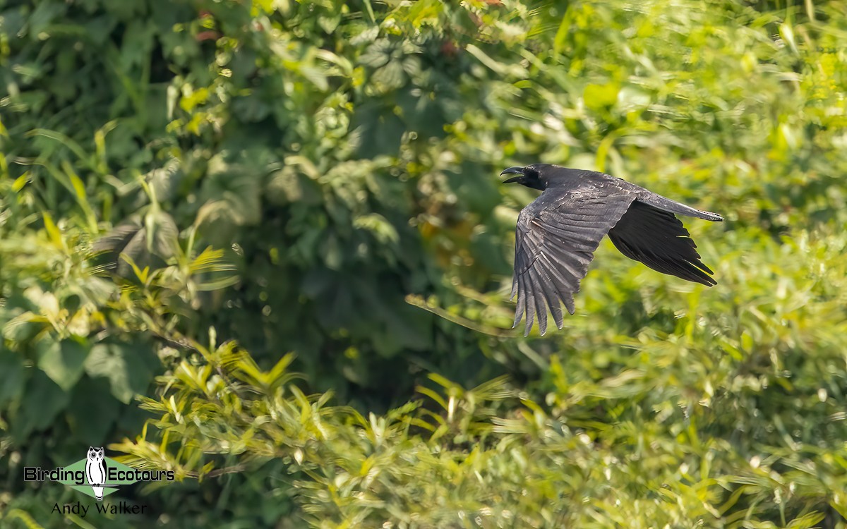 Large-billed Crow (Eastern) - ML620742240