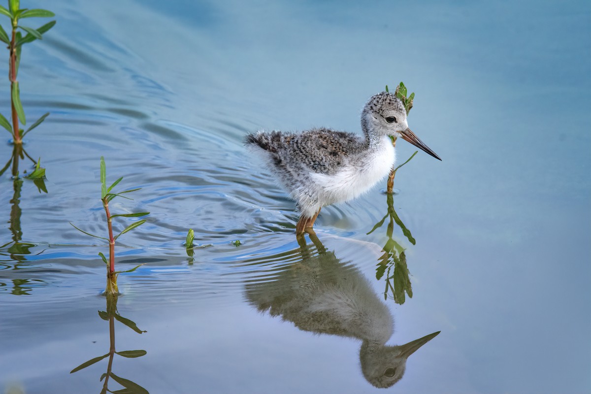 Black-necked Stilt - ML620742242