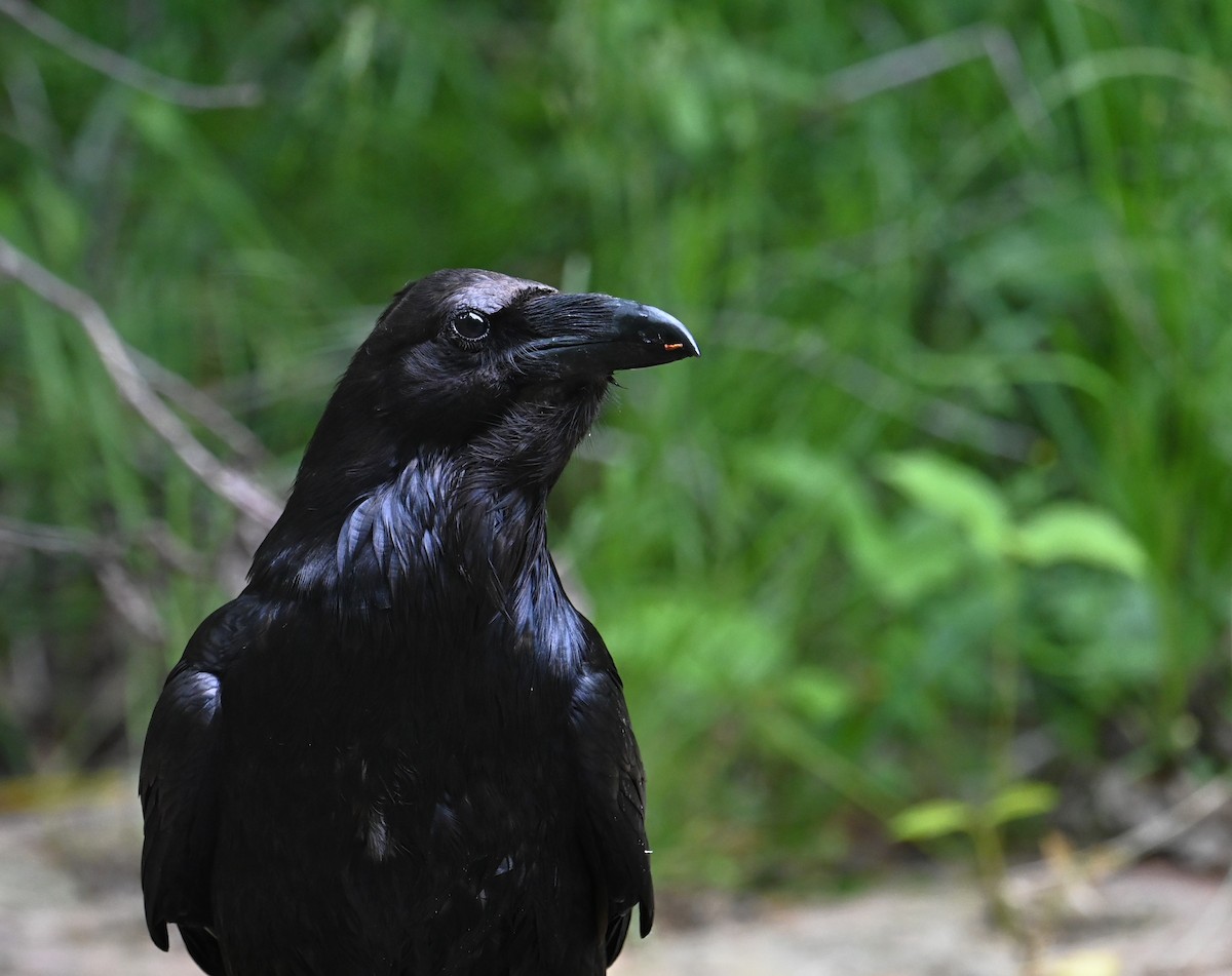 Common Raven - ML620742244