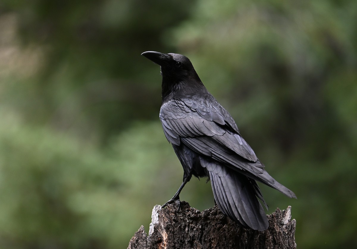 Common Raven - ML620742245