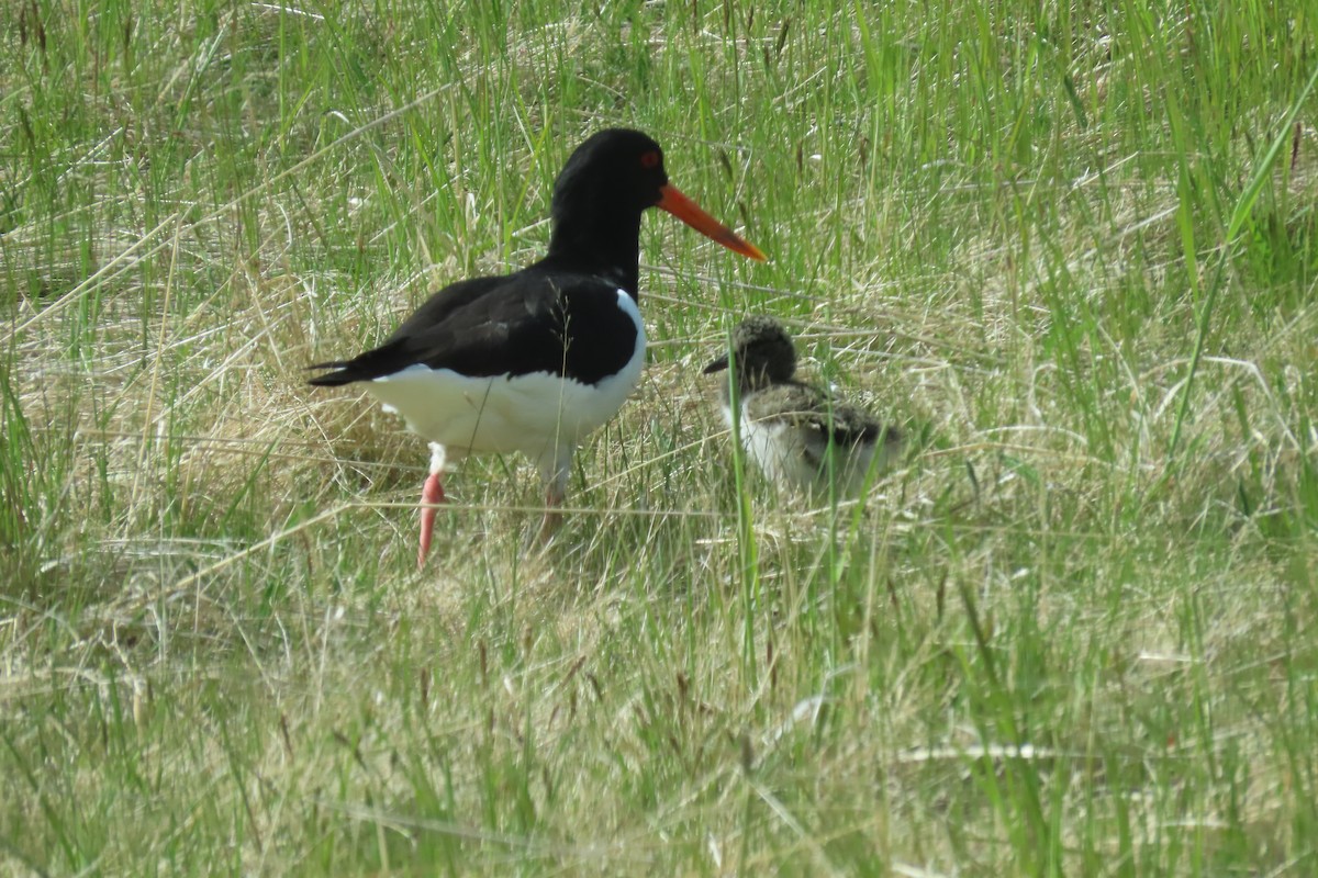 Eurasian Oystercatcher - ML620742246