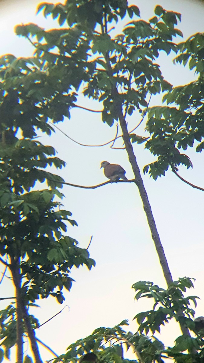 Red Collared-Dove - Dan Pasion