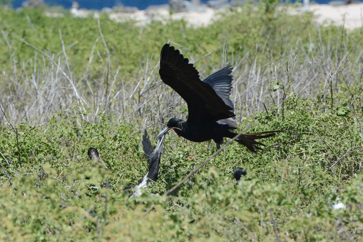 Magnificent Frigatebird - ML620742249