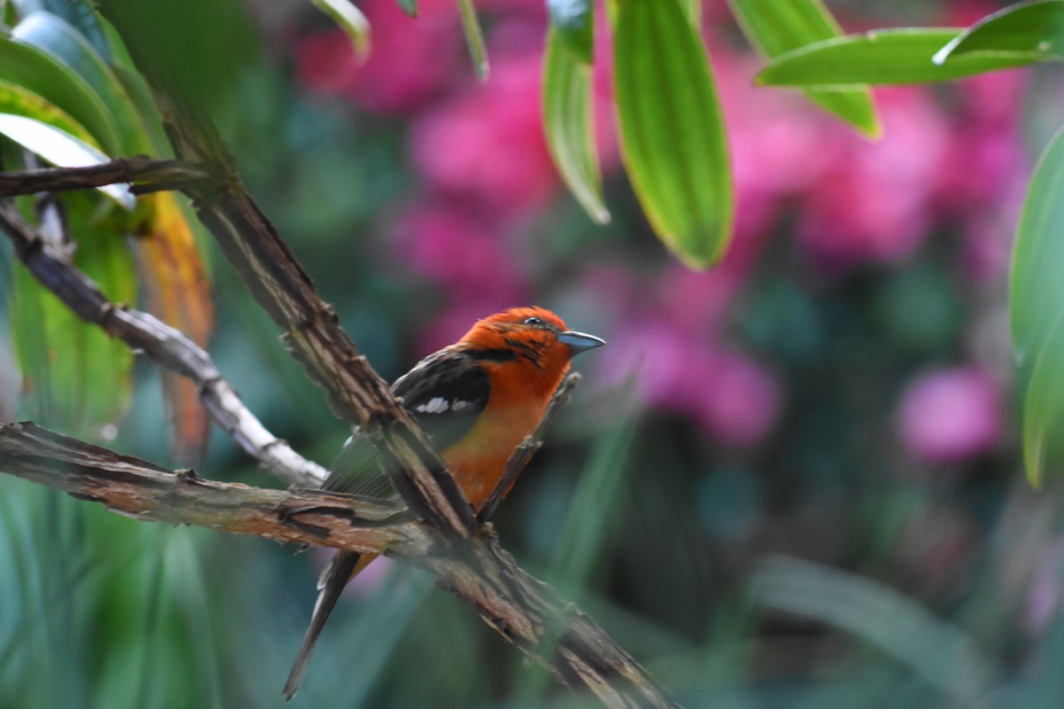 Flame-colored Tanager - ML620742250