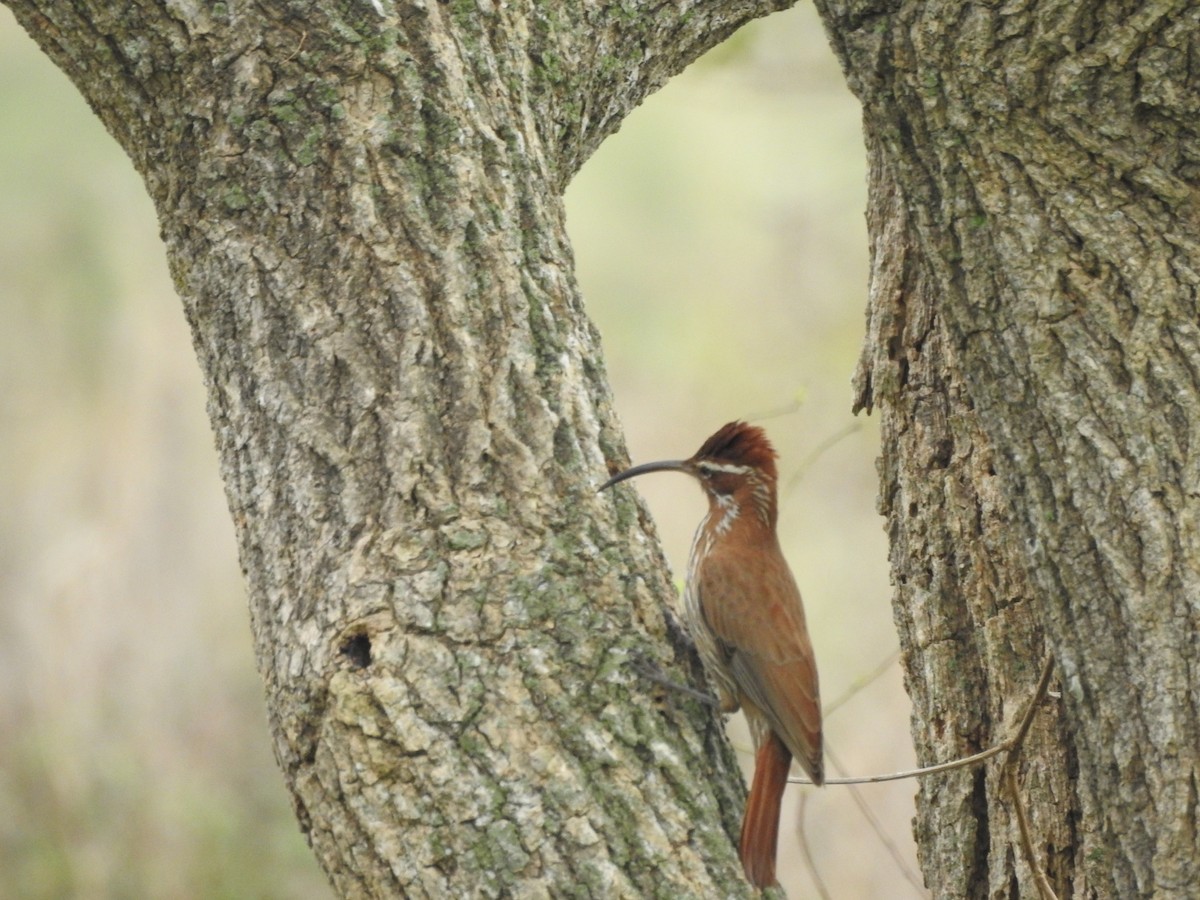 Scimitar-billed Woodcreeper - ML620742254