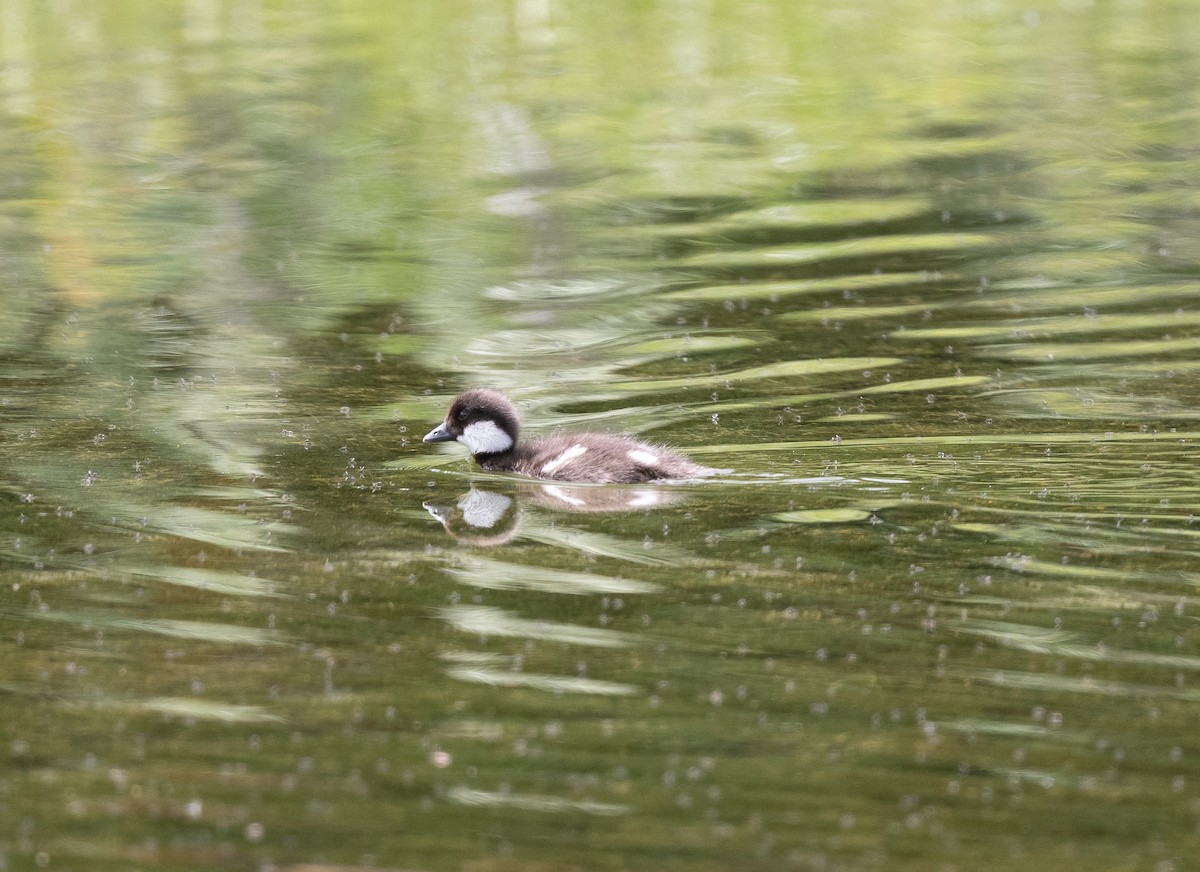 Barrow's Goldeneye - ML620742255