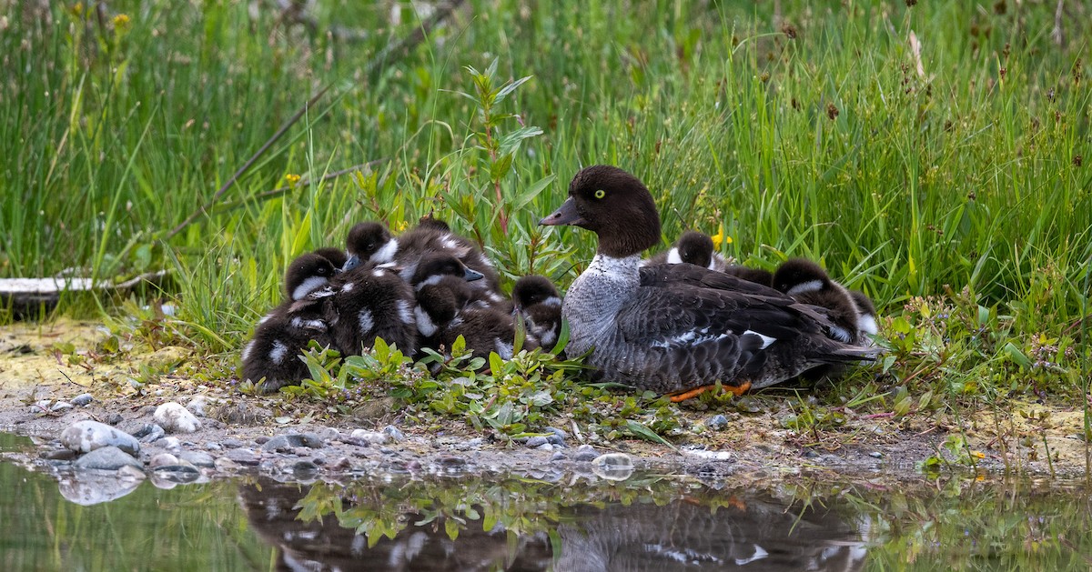 Barrow's Goldeneye - ML620742256