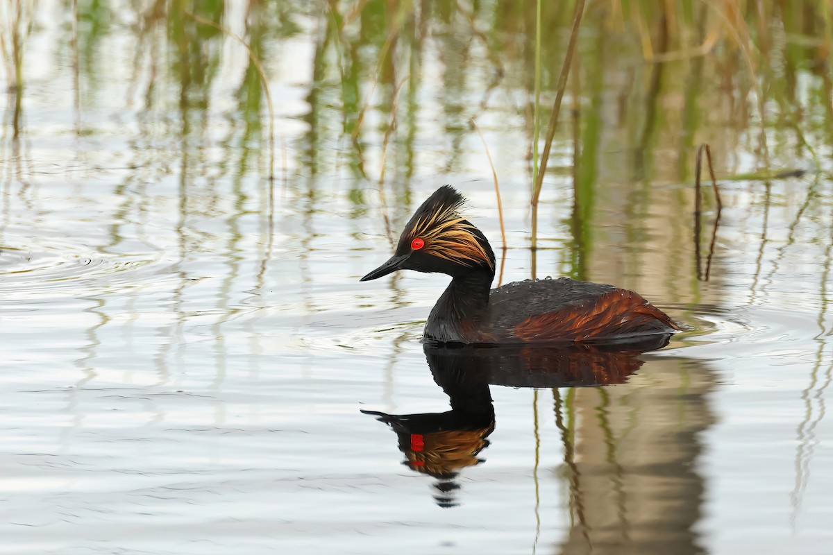 Eared Grebe - ML620742258