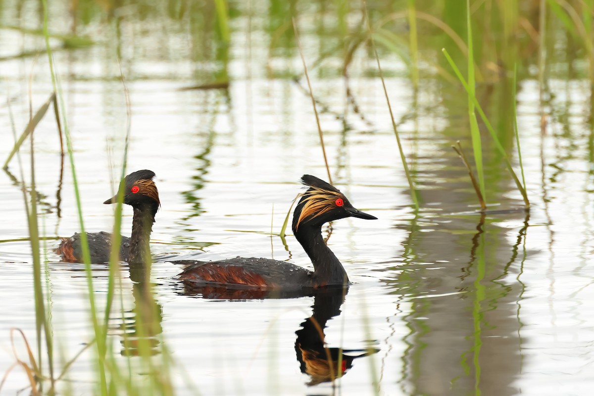 Eared Grebe - Serge Rivard