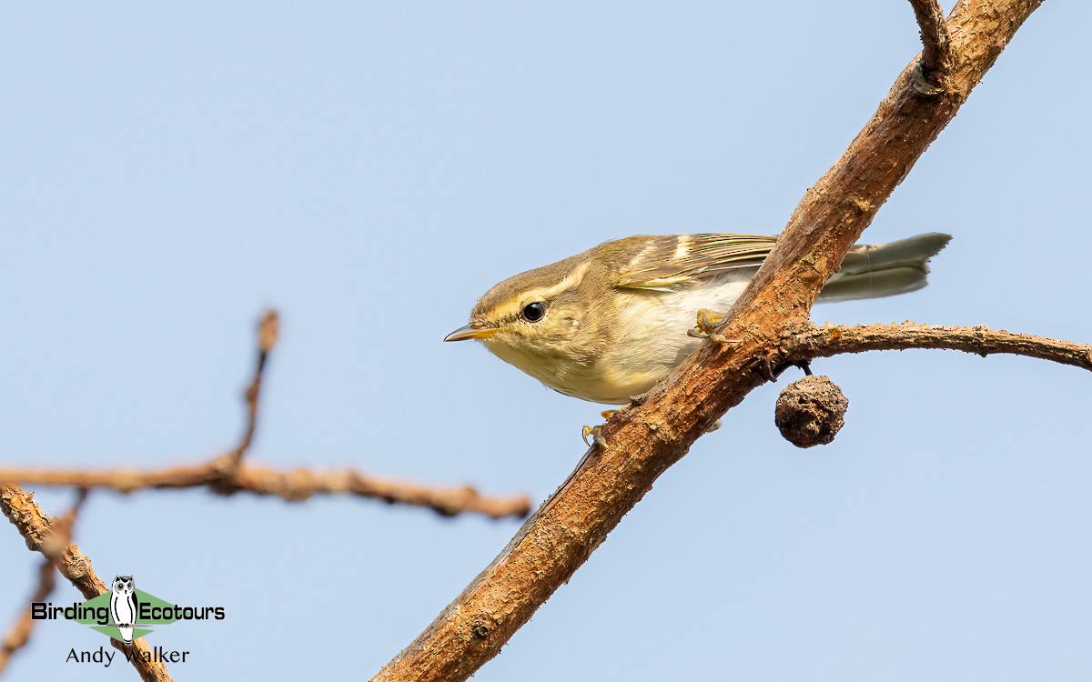 Yellow-browed Warbler - Andy Walker - Birding Ecotours