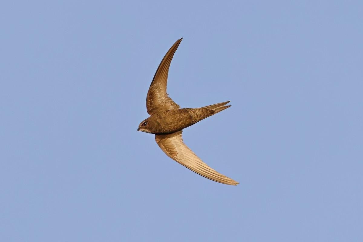 Common Swift - ML620742278