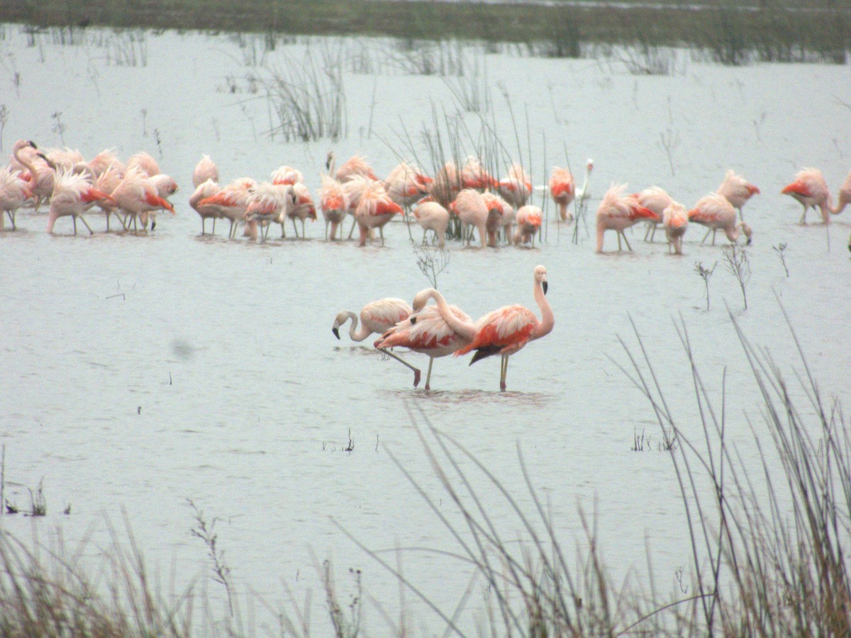 Chilean Flamingo - ML620742280
