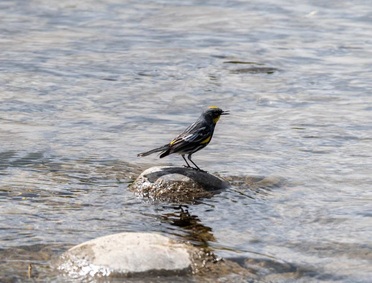 Yellow-rumped Warbler - ML620742281