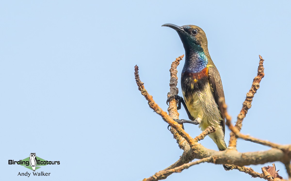 Ornate Sunbird (Ornate) - ML620742282