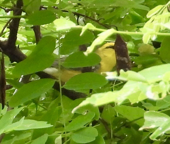 Blue-winged Warbler - ML620742284