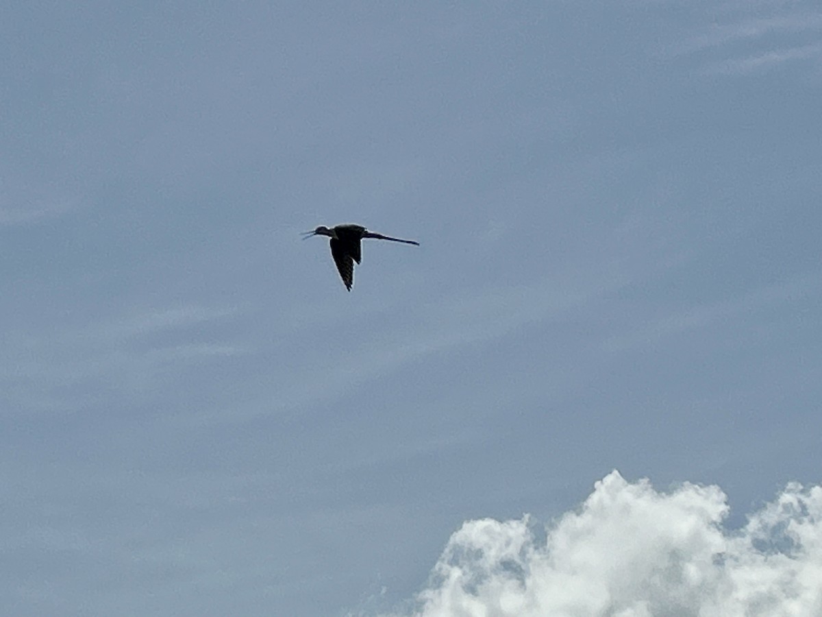 Black-winged Stilt - ML620742287