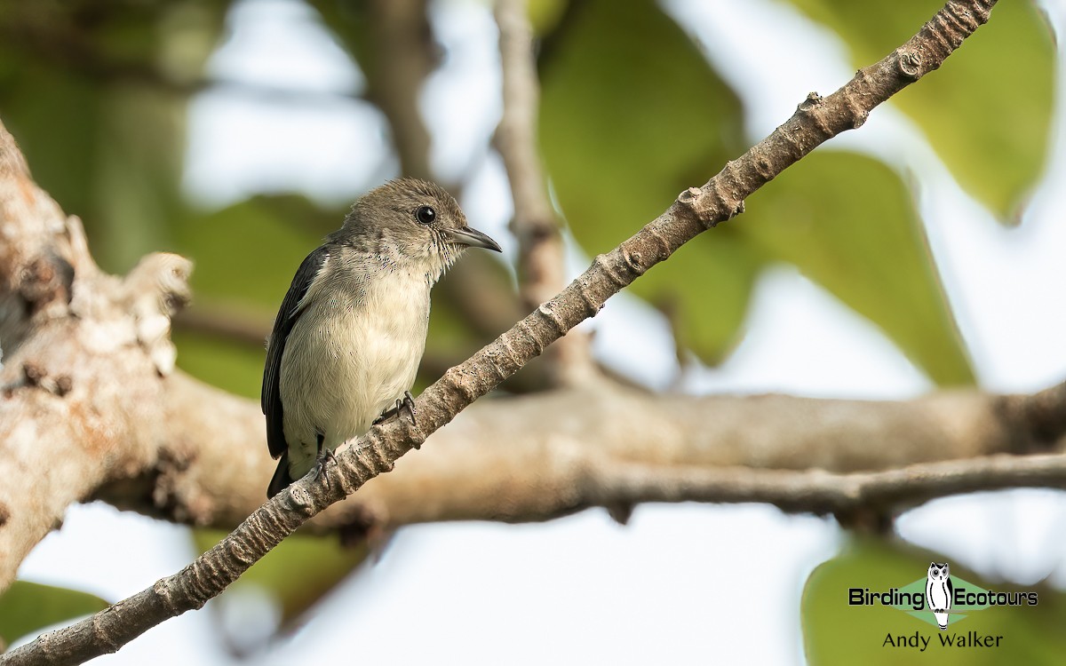 Scarlet-backed Flowerpecker - ML620742289