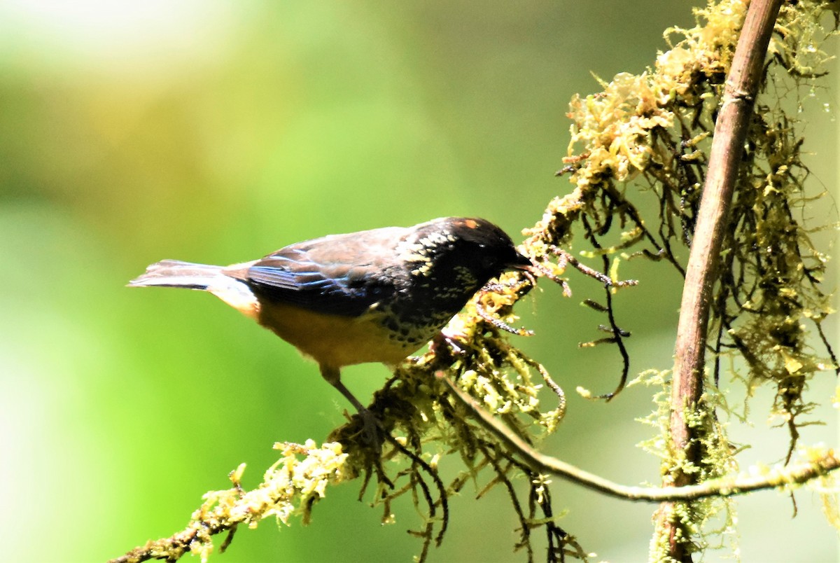 Spangle-cheeked Tanager - ML620742291