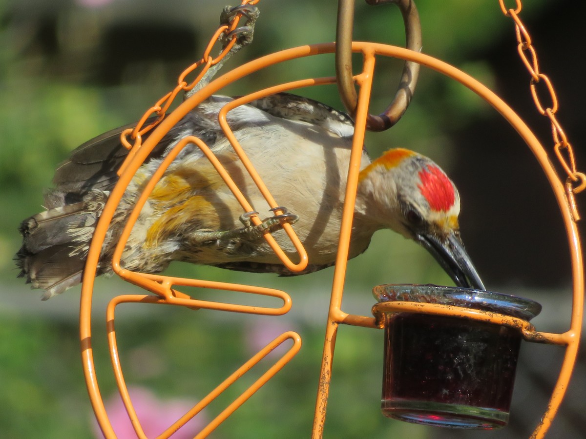 Golden-fronted Woodpecker - ML620742292