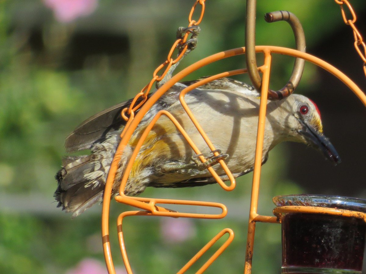 Golden-fronted Woodpecker - ML620742293