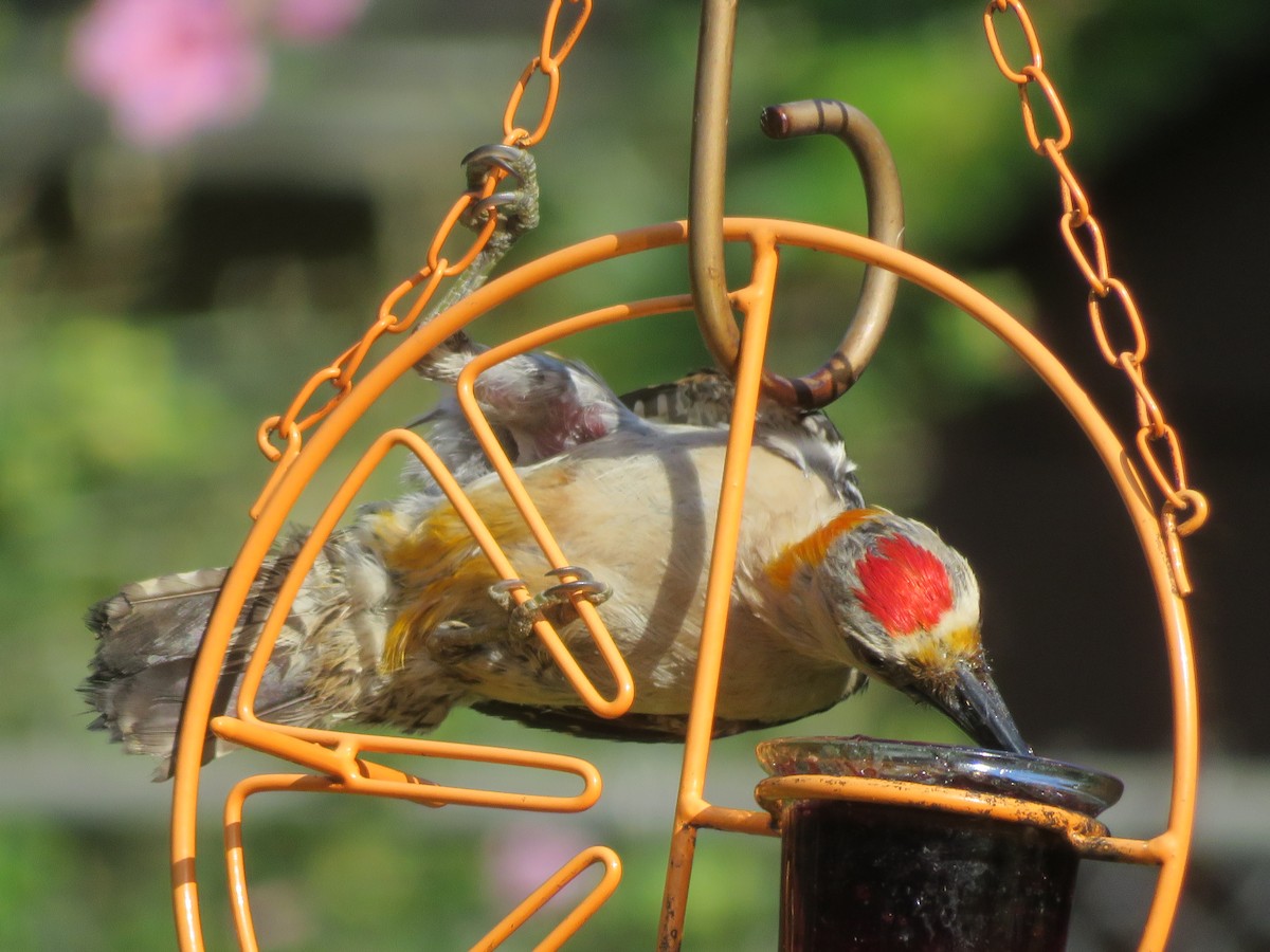 Golden-fronted Woodpecker - ML620742295