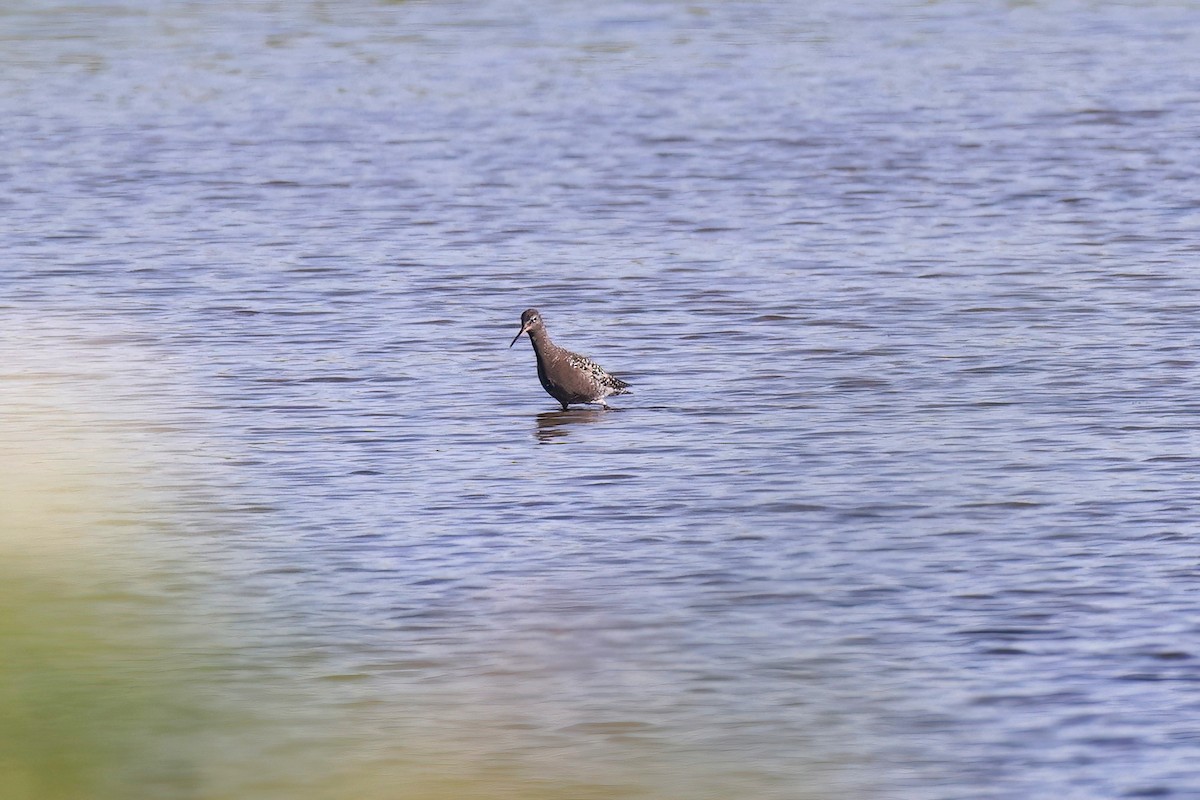 Spotted Redshank - ML620742297