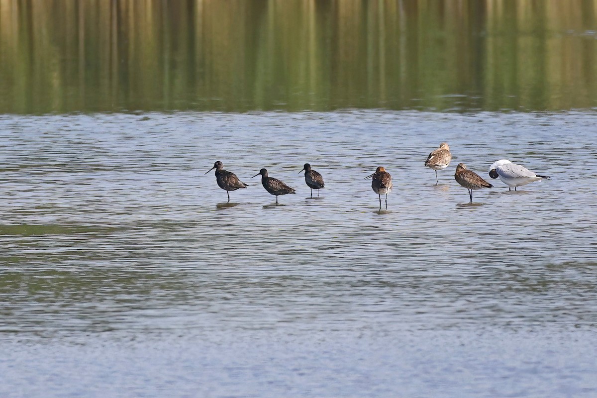 Spotted Redshank - ML620742298