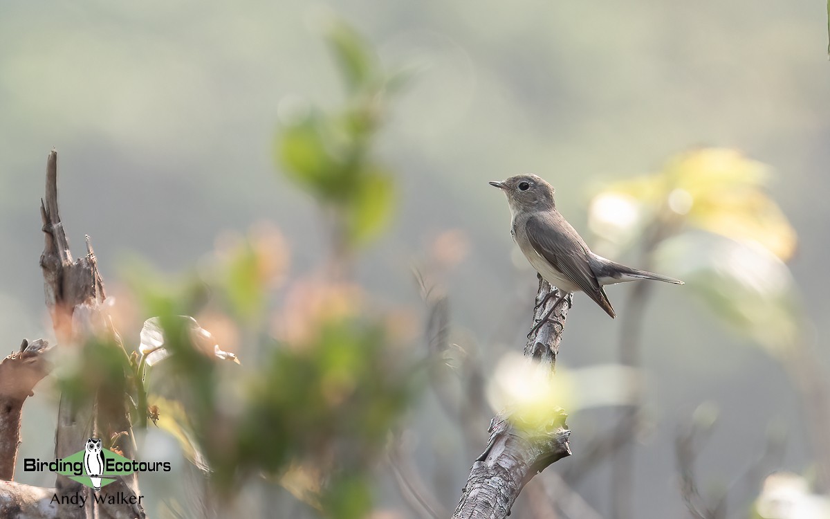 Taiga Flycatcher - ML620742306