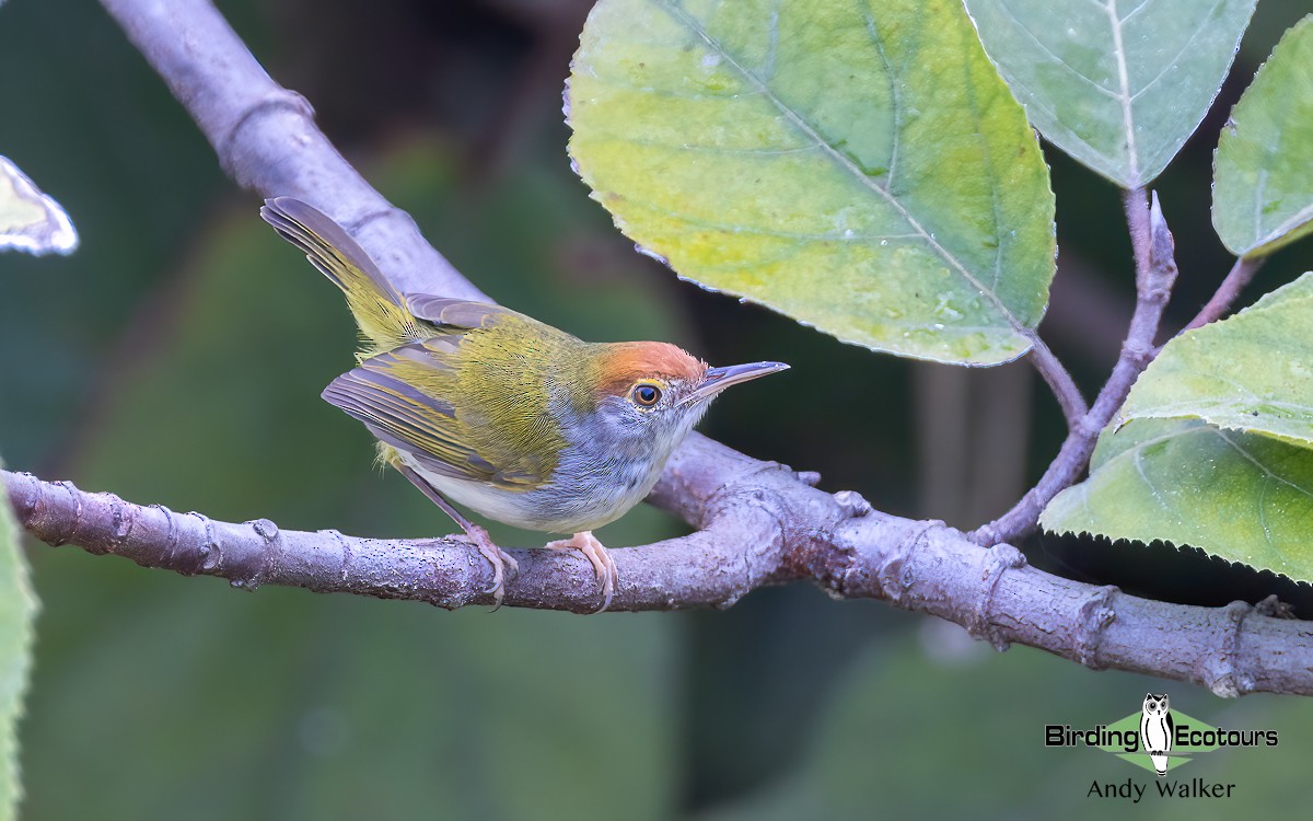 Dark-necked Tailorbird - ML620742313