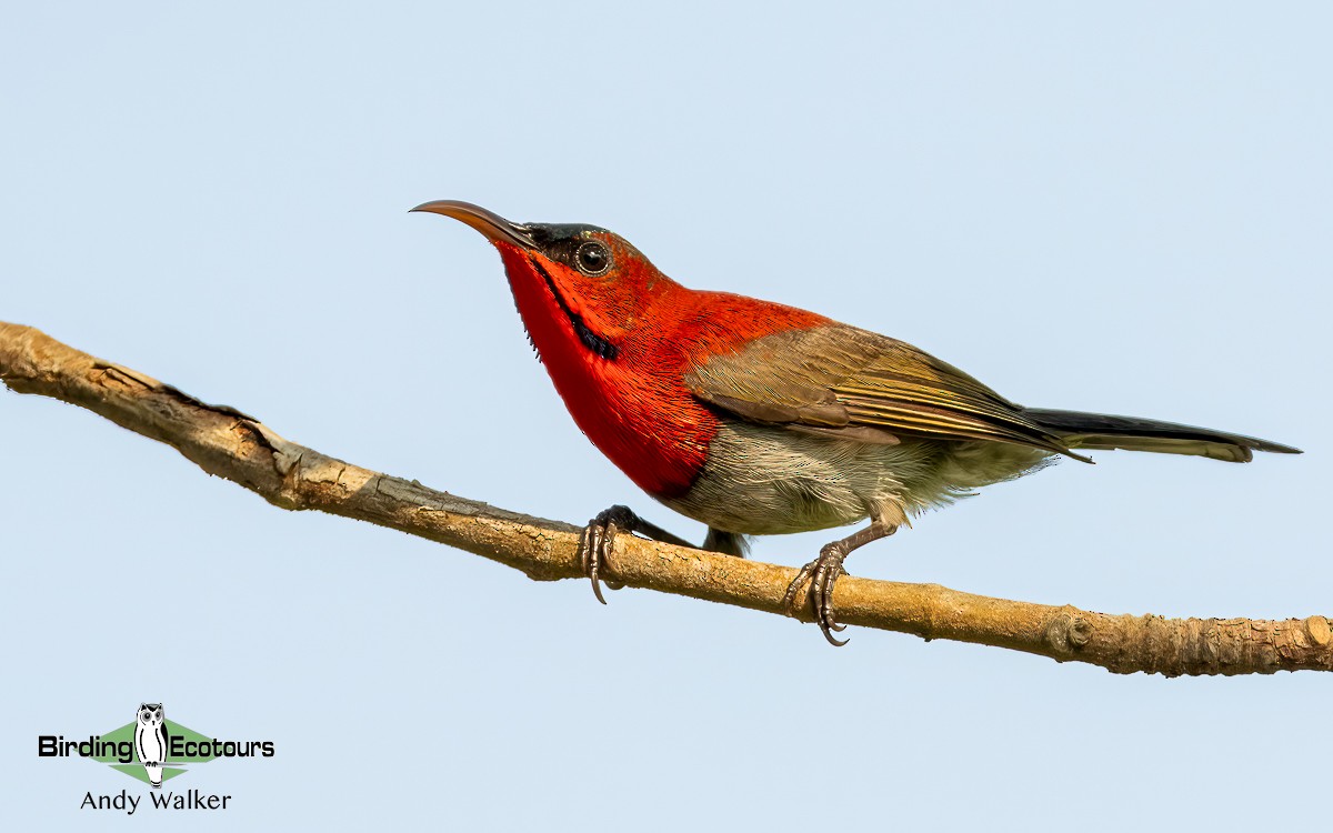 Crimson Sunbird (Goulpourah) - ML620742315