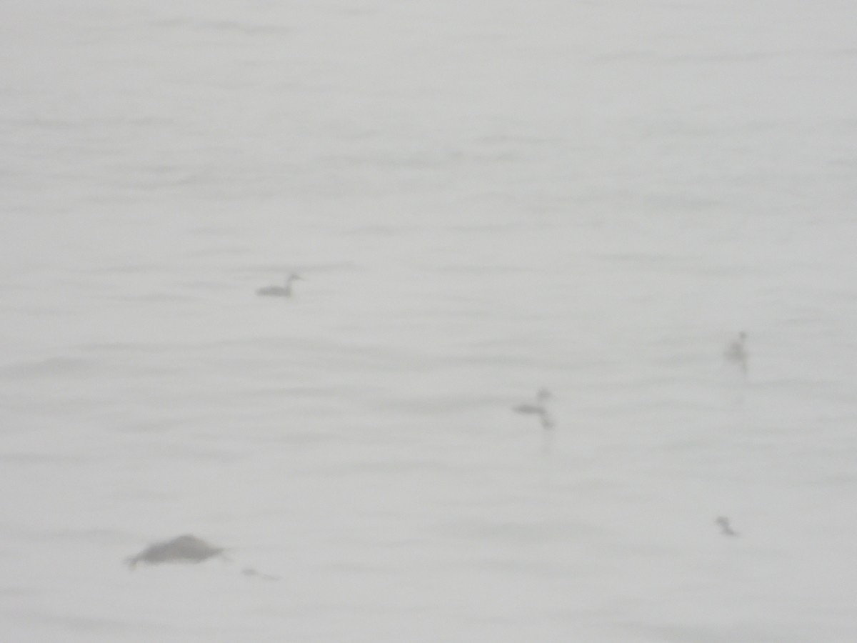 Western Grebe - Bill Holland