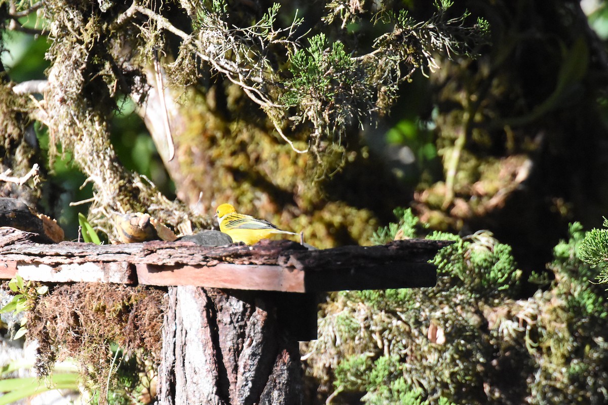 Silver-throated Tanager - ML620742324