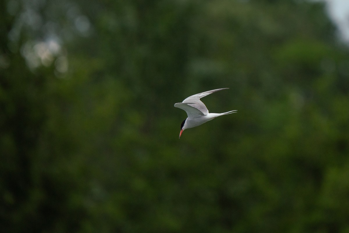 Common Tern - ML620742326