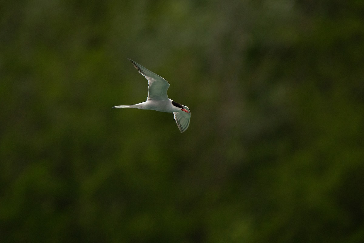 Common Tern - ML620742328