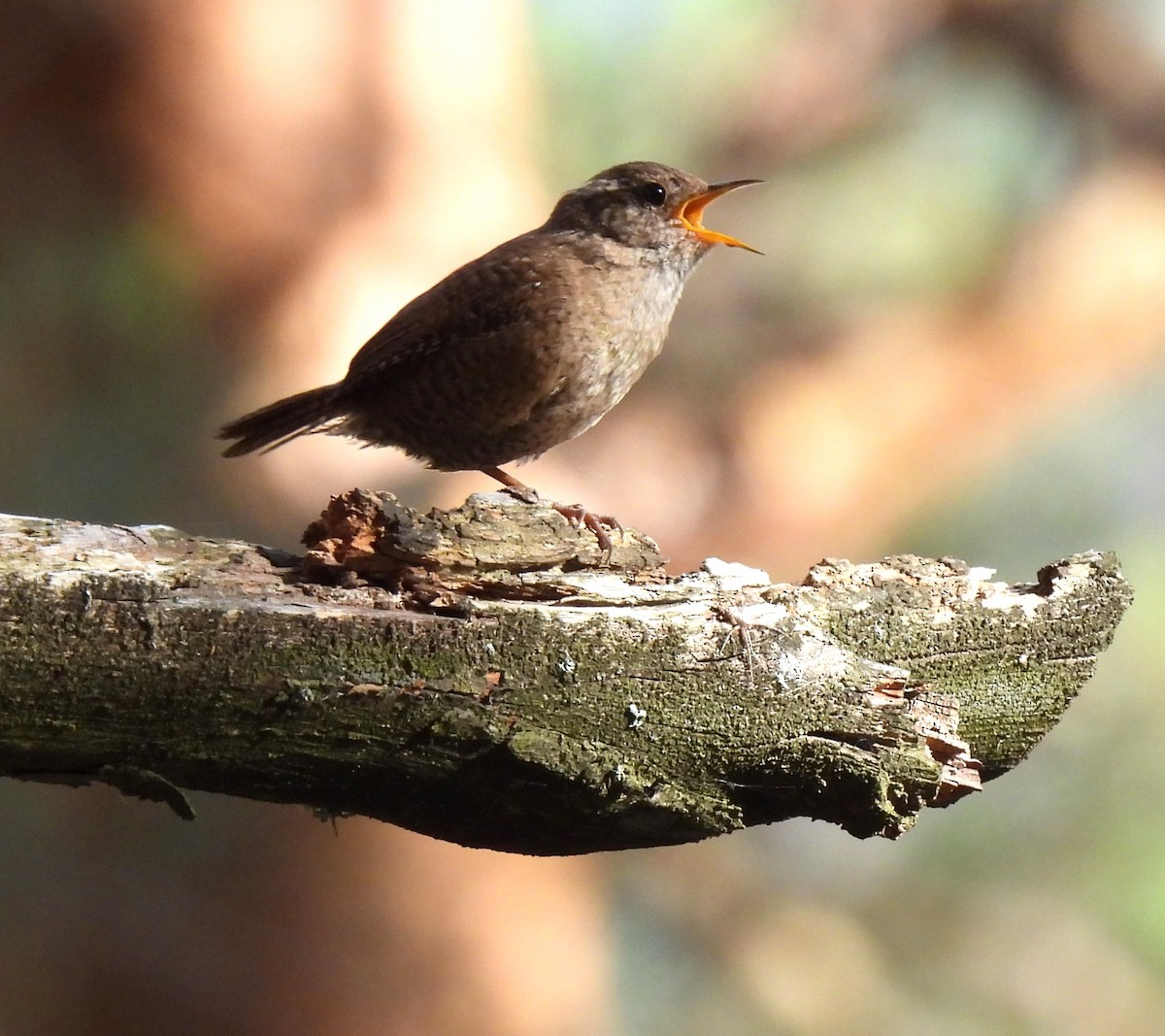 Eurasian Wren - ML620742340