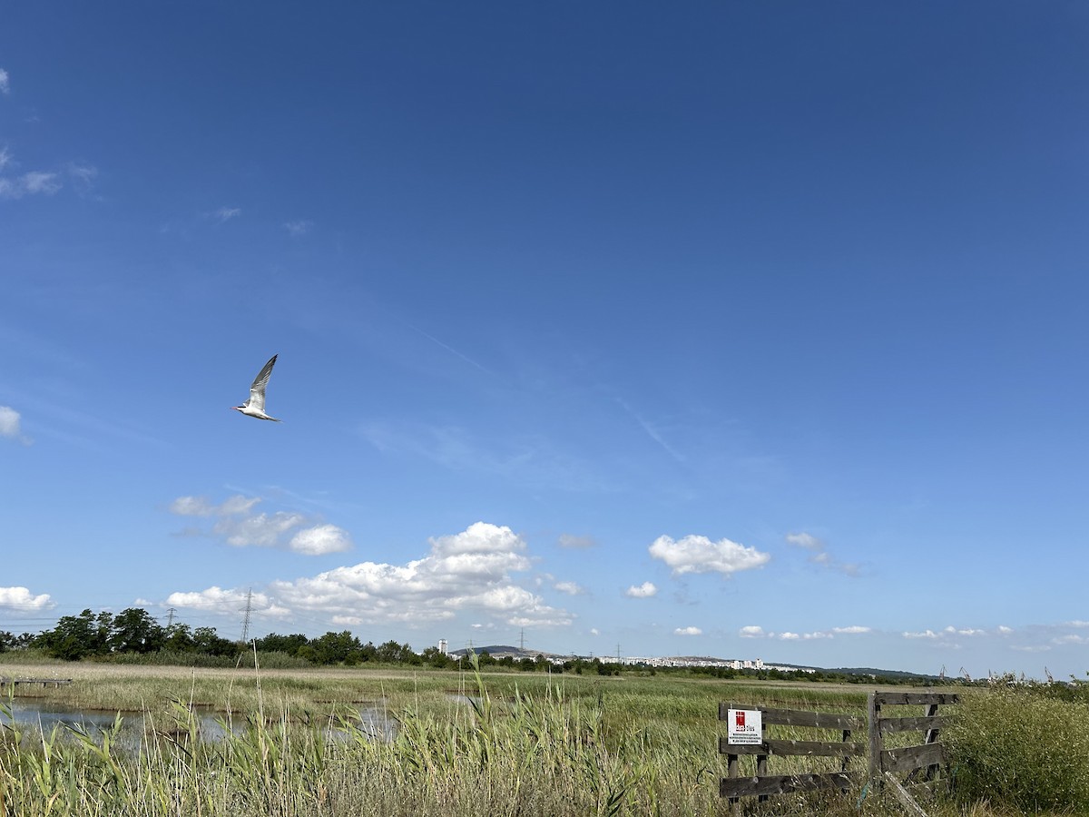 Common Tern - ML620742344