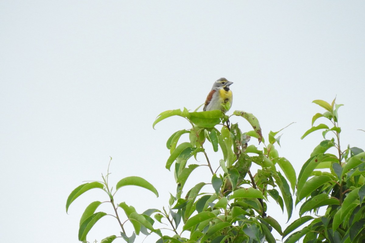 Dickcissel - ML620742349