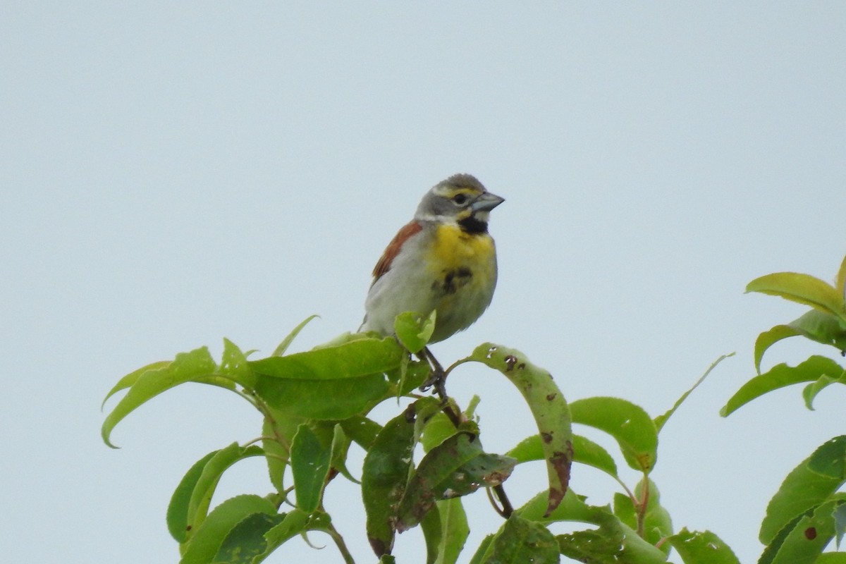 Dickcissel - ML620742352