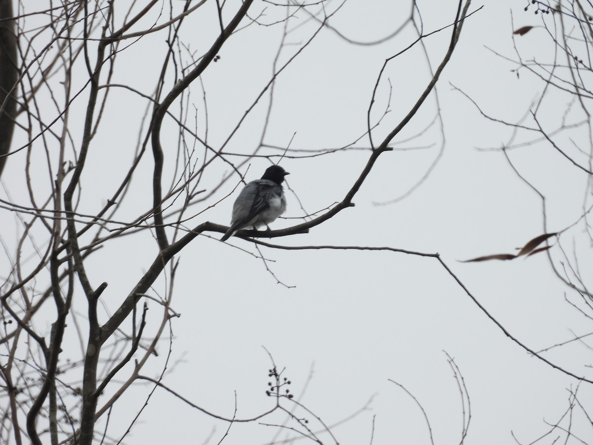 Black-headed Cuckooshrike - ML620742355