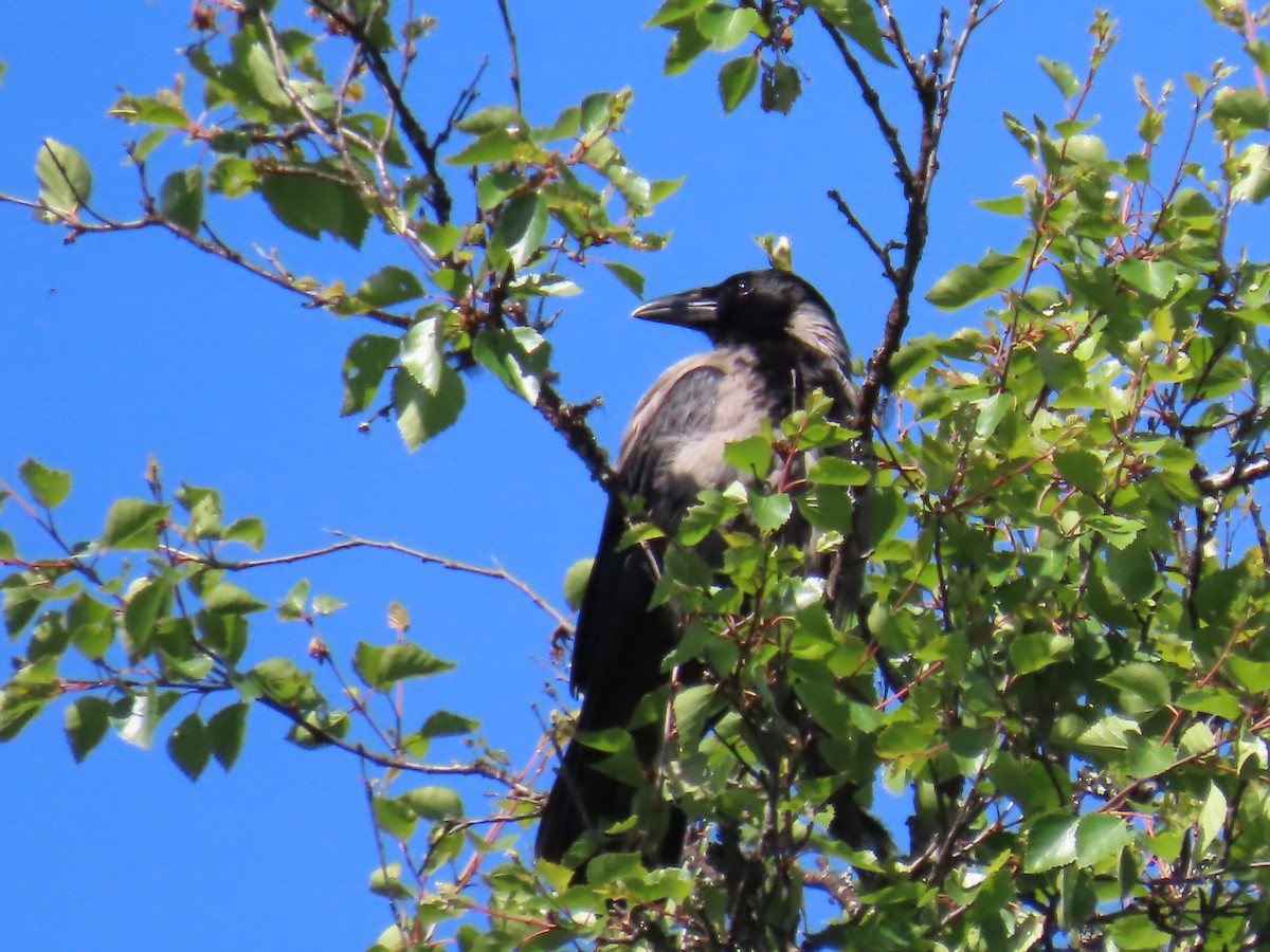 Hooded Crow - ML620742357