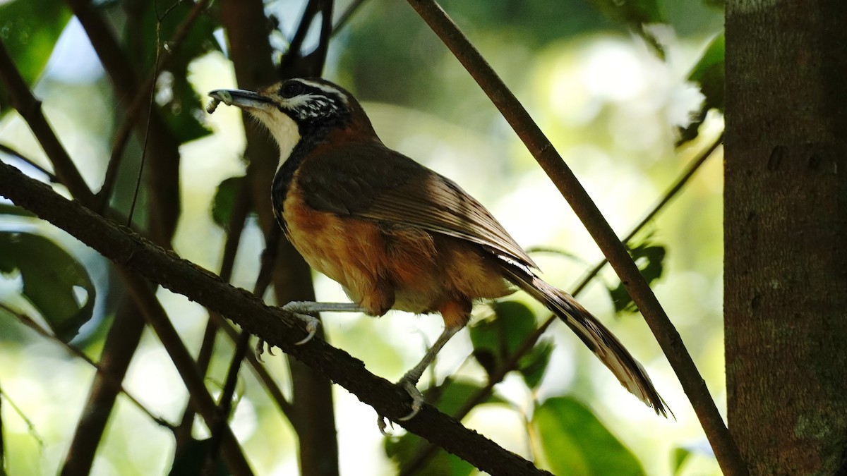 Greater Necklaced Laughingthrush - YiN LAI