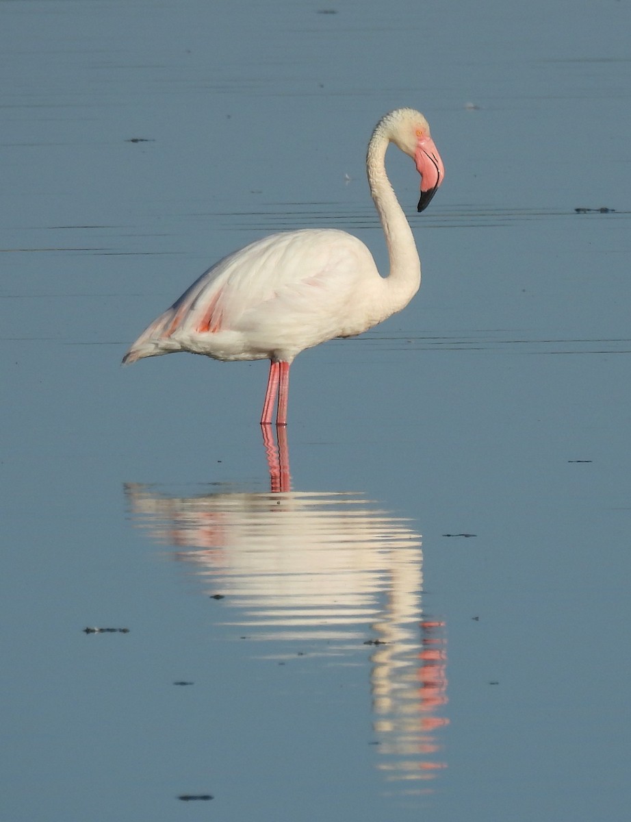 Greater Flamingo - ML620742359