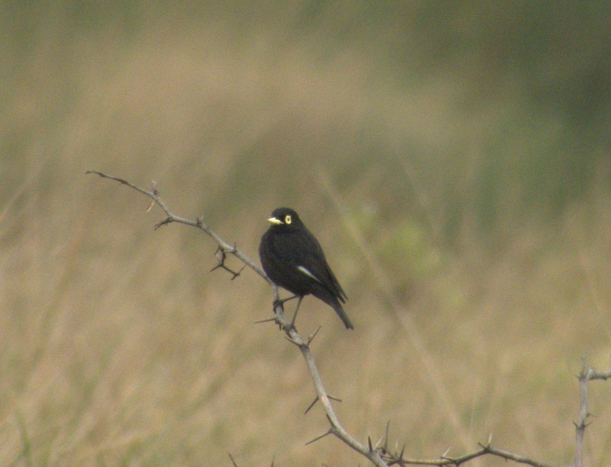 Spectacled Tyrant - ML620742361