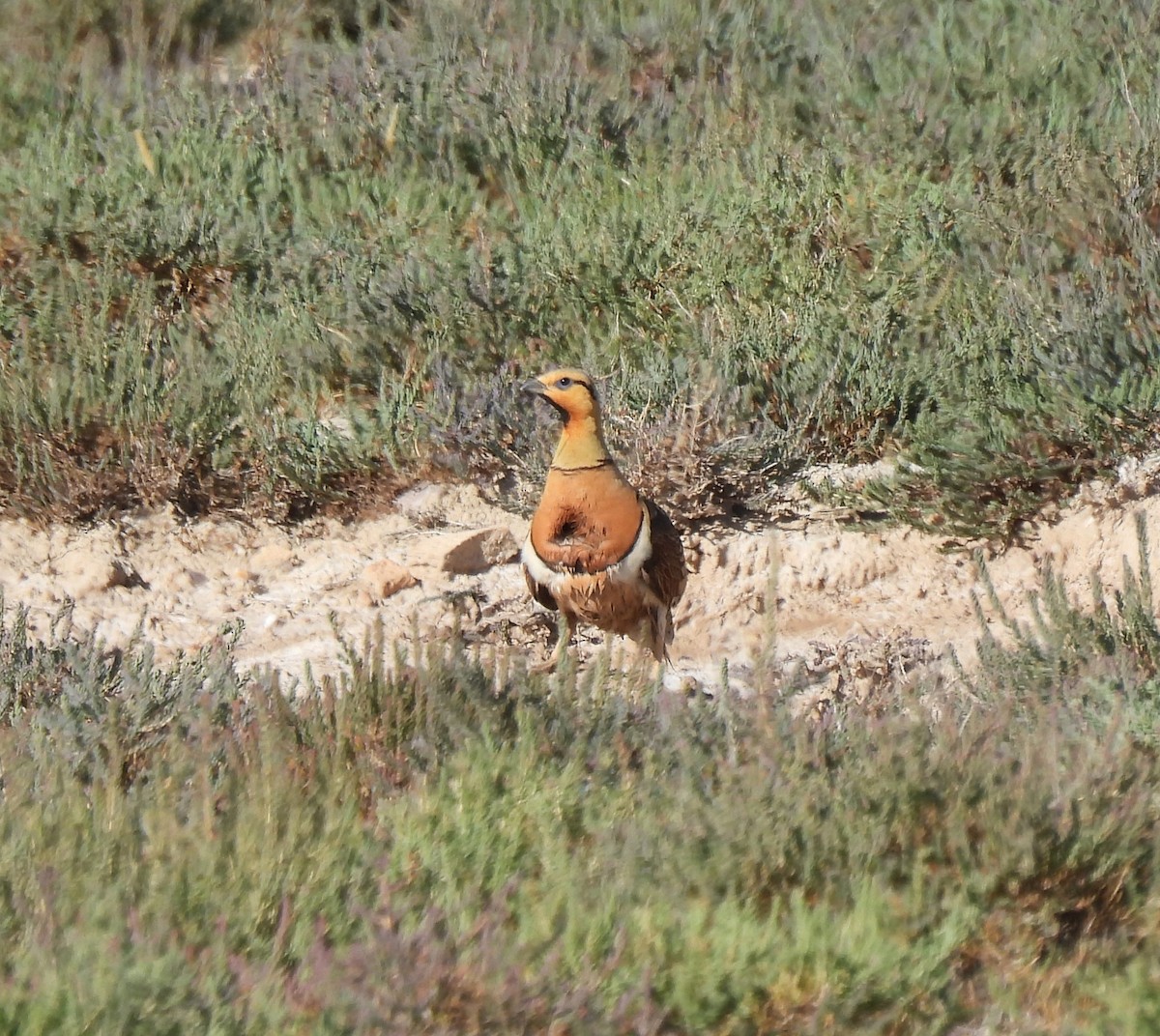 Pin-tailed Sandgrouse - ML620742364