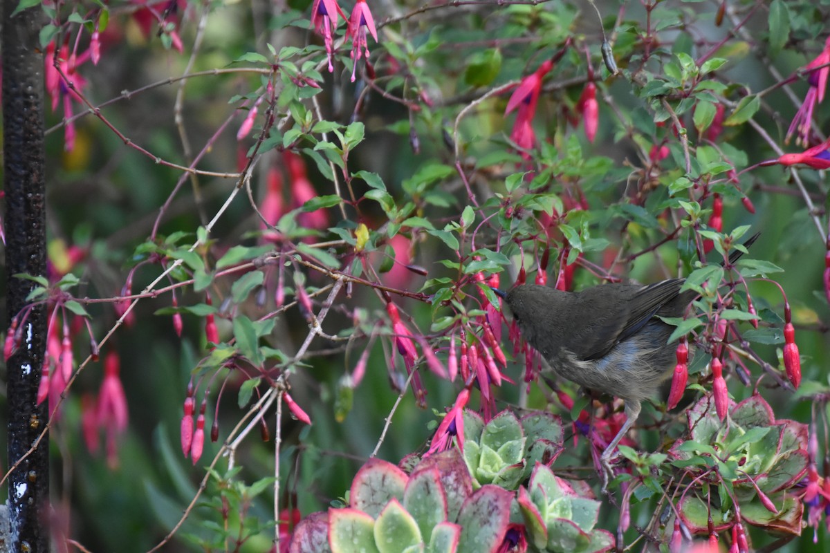 Slaty Flowerpiercer - ML620742365