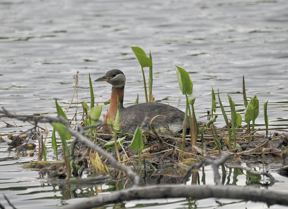 Red-necked Grebe - ML620742366
